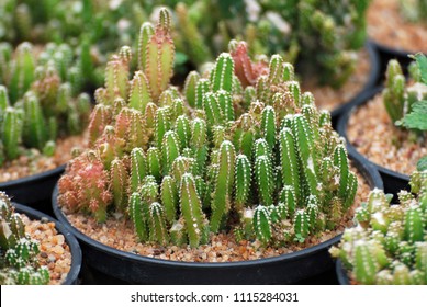 Fairy Castle Cactus Images Stock Photos Vectors Shutterstock