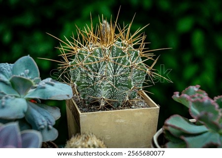 A close-up of a cactus with long, sharp spines in a square pot, surrounded by other succulents, set against a blurred green background.