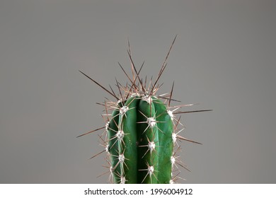 Close-up of a cactus with long thorns on a gray office. The concept of hemorrhoids, problems, tonsillitis, acute pain
