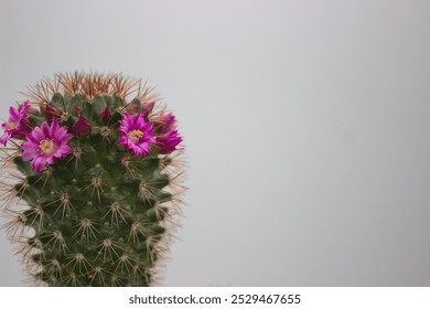 A close-up of a cactus with pink flowers in bloom, against a plain background. The vibrant blossoms contrast with the green spines, perfect for botanical and nature themes - Powered by Shutterstock