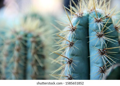 Close-up of a cactus. The sharp spines of a cactus.