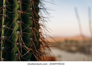 Close-up of a cactus with sharp spines against a blurred desert - Powered by Shutterstock