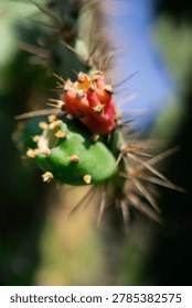 A close-up of a cactus with sharp spines and a budding red flower surrounded by tiny yellow blossoms.