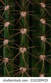 Closeup of cactus spines. Cacti thorns. Natural green bachground. 