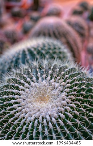 Close-up cactus in sunset light. Close-up background with cacti.