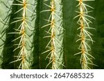 Close-up of a cactus surface showing rows of sharp yellow spines against green skin. Captured in the botanical garden of the University of Debrecen, Hungary. The image highlights natural symmetry, tex