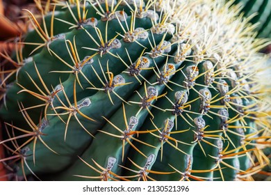 Close-up of cactus thorns and spines, natural background. Succulent plant
