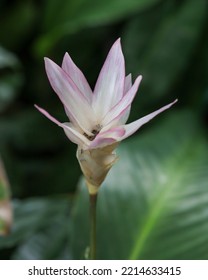 Close-up Of Calathea Loeseneri, Pink Flower In The Garden 