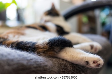 Closeup Of Calico Cat Grooming Itself In Chair With Tail Wrapped Around Foot