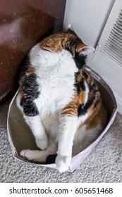 Closeup Of Calico Cat Grooming Itself In Shoe Box