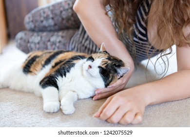 猫 マッサージ の画像 写真素材 ベクター画像 Shutterstock