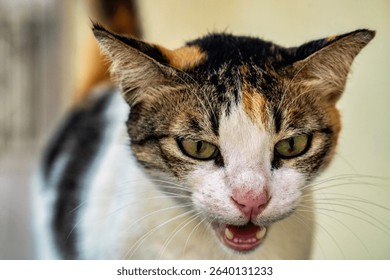 Close-up of a calico cat with mouth open, showing intense expression