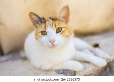 Close-up of calico cat resting on stone surface in soft natural light. Domestic pet, calm expression, and peaceful outdoor moment.