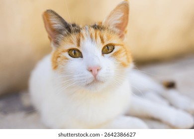 Close-up of calico cat resting on stone surface in soft natural light. Domestic pet, calm expression, and peaceful outdoor moment.
