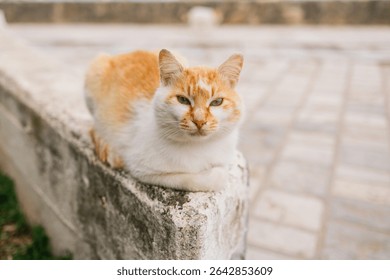 Close-up of calico cat resting on stone surface in soft natural light. Domestic pet, calm expression, and peaceful outdoor moment.