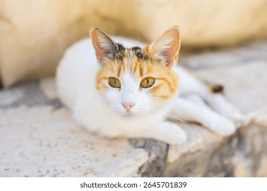Close-up of calico cat resting on stone surface in soft natural light. Domestic pet, calm expression, and peaceful outdoor moment