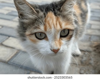 Close-Up of a Calico Cat with Striking Green Eyes in a Peaceful Outdoor Setting - Powered by Shutterstock