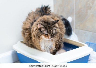 Closeup of calico maine coon cat overweight constipated sick trying to go to the bathroom in blue litter box at home sad looking down