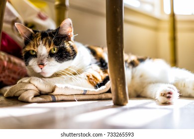 Closeup of calico sleepy cat trying to sleep on kitchen towels under table on floor in room with soft sunlight rays warming through window - Shutterstock ID 733265593