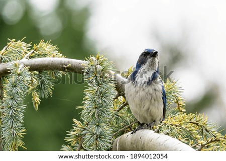 Similar – Eichelhäher im Baum Natur