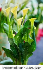 Closeup Of Calla Flowers In Full Bloom In The Late Spring