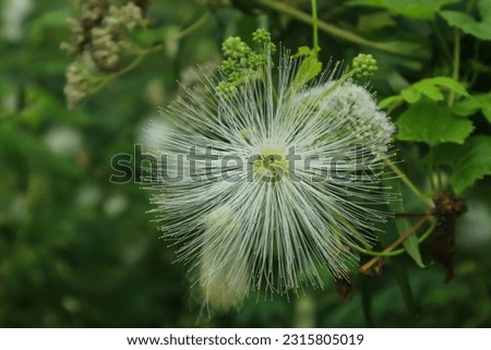 closeup of calliandra flower crowned with white hair