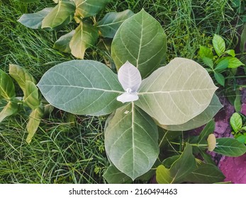 Closeup of Calotrips Gigantea or Arka Leaf, Leaves Plant.This is Giant Milkweed Tree.