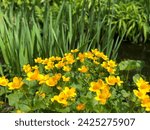 Close-up of Caltha palustris (common name Marsh Marigold) blooms in the pond with Irises background