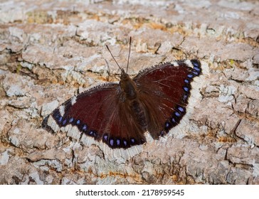 Closeup of the Camberwell beauty butterfly resting on rough surface of tree trunk
