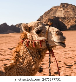 Close-up of a camel in the desert. - Powered by Shutterstock