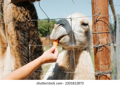 Close-up Of A Camel Feeding In A Petting Zoo, Outdoor Zoo Farm.