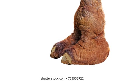 Closeup Camel Foot Isolated on White Background, Clipping Path