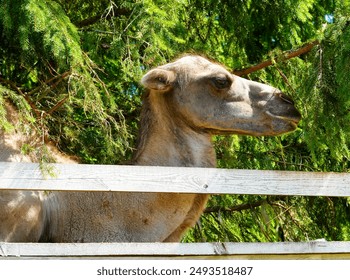 A close-up of a camel resting behind a wooden fence, surrounded by lush green foliage in Trakai, Lithuania, on a sunny summer day. The camel appears relaxed and content - Powered by Shutterstock