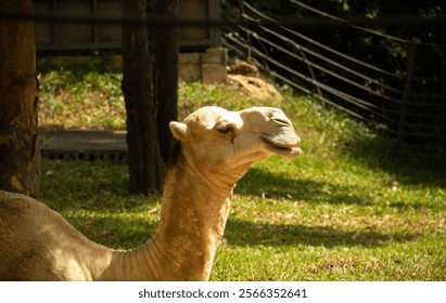 Close-up of a camel resting on green grass under sunlight in a zoo environment. - Powered by Shutterstock