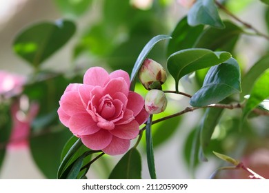 close-up of camelia flowers in a botanical garden - Powered by Shutterstock