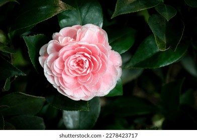 Close-up of Camellia flower with pinkish-orange petals blooming in the garden on a dark green background. Camellia that used as a drink,  tea, or food (oil in seeds) and decorates the garden. - Powered by Shutterstock