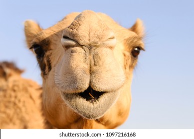 Image result for camel's nose under the tent