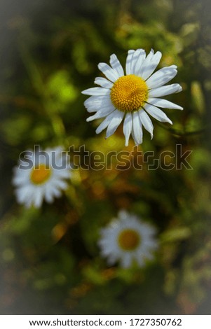 Similar – Foto Bild Herbstblümchen Natur