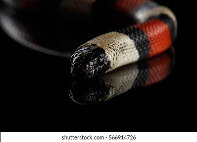 Close-up Campbell's milk snake, Lampropeltis triangulum campbelli, isolated on black background with reflection