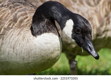 close-up of a Canada goose with a blade of grass in its beak - Shutterstock ID 2251971055