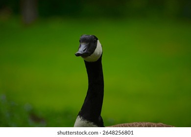 Close-up of a Canada goose with sharp focus on its head against a blurred green background.