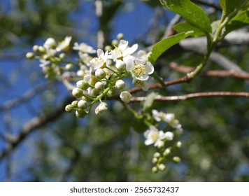 Closeup of Canada Red Chokecherry tree flowers and buds, Colorado