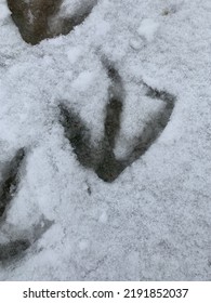 Closeup Of Canadian Goose Footprint On Snow