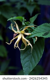 Closeup of Cananga flower aka ylang ylang flower with green leaves in the background, image for mobile phone screen, display, wallpaper, screensaver, lock screen and home screen or background