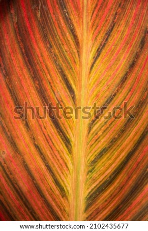 Foto Bild bunt gestreift Canna Blatt