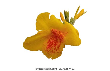 Closeup, Canna yellow king humbert flower blossom bloom isolated on white background for design advertising or stock photo, summer plant , canna lily 