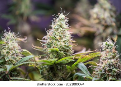 Closeup of Cannabis female plant in flowering