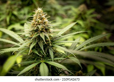 Close-up of a cannabis flower grown for medicinal.