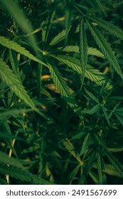 Close-up of cannabis leaf on black background. cannabis leaf on black background. cannabis leaf. Full frame shot of cannabis field