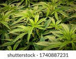 Closeup of Cannabis leaves Texture at Outdoor Cannabis Farm growing indoor Marijuana Buds